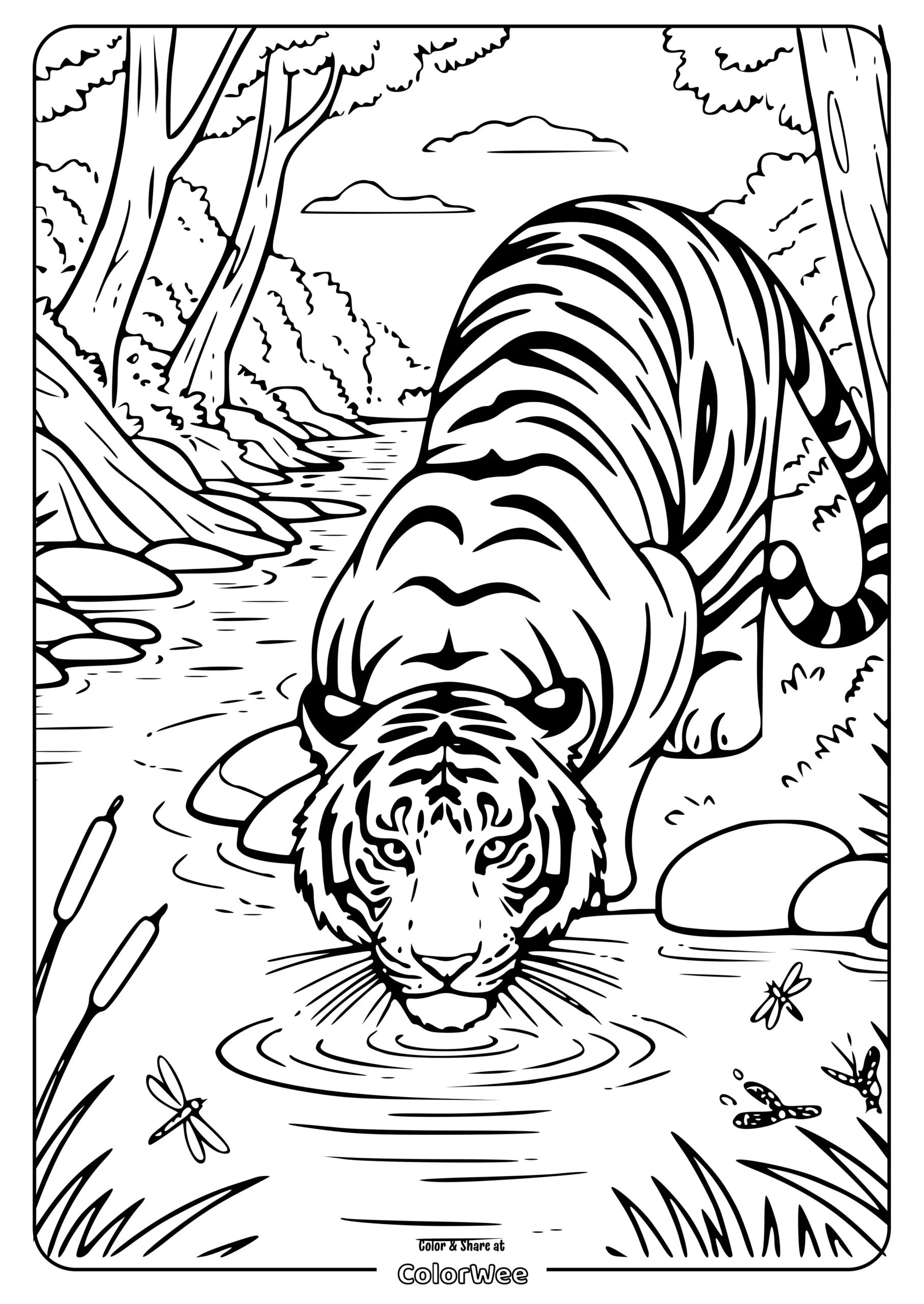 realistic tiger drinking coloring page scaled Tiger drinking from forest stream coloring page.