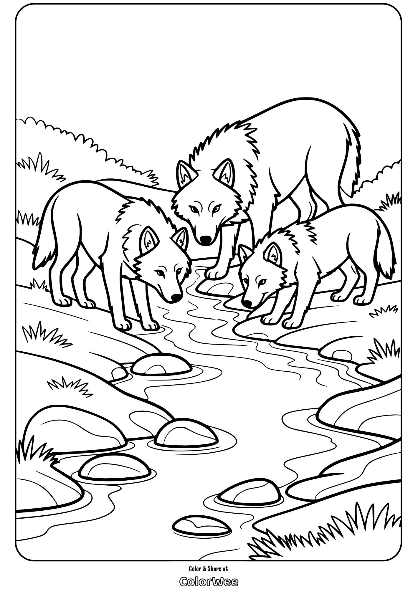 three wolf pack drinking from stream coloring page Wolves drinking from a stream coloring page.