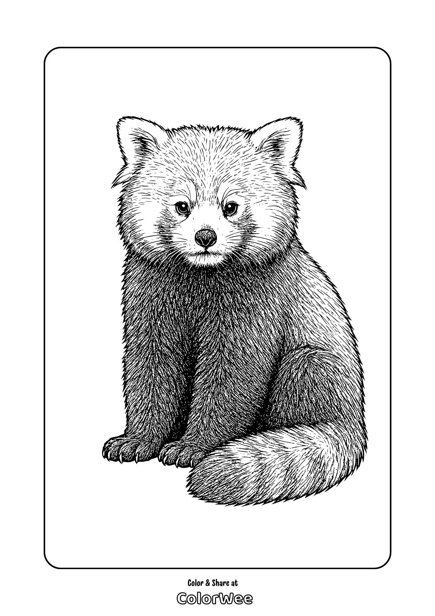 Highly realistic red panda coloring page for kids and adults to enjoy.
