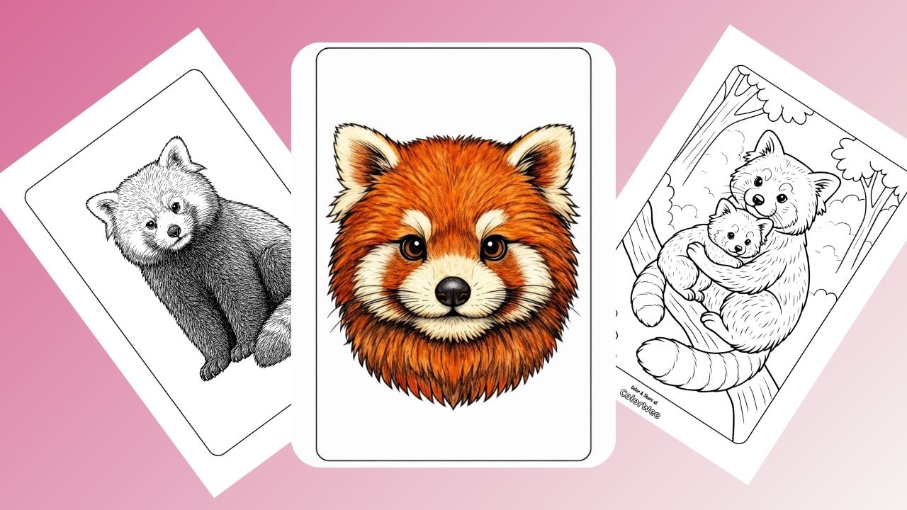 Realistic red panda coloring pages for kids and adults to enjoy coloring fun.