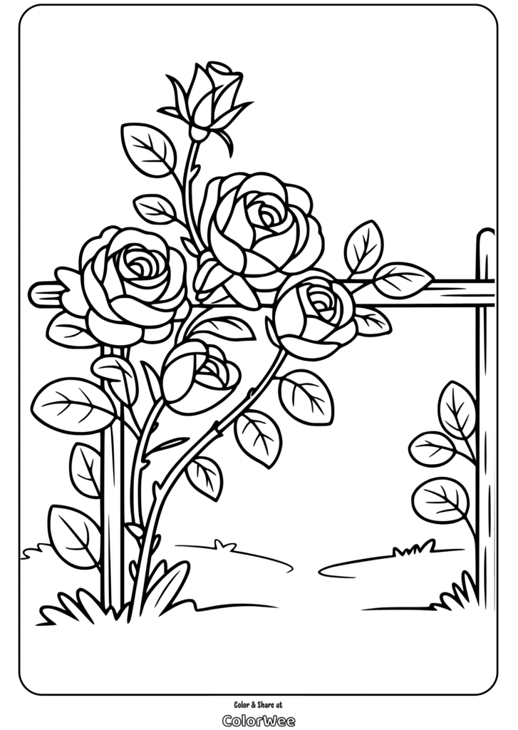 Coloring page of blooming roses on a trellis.